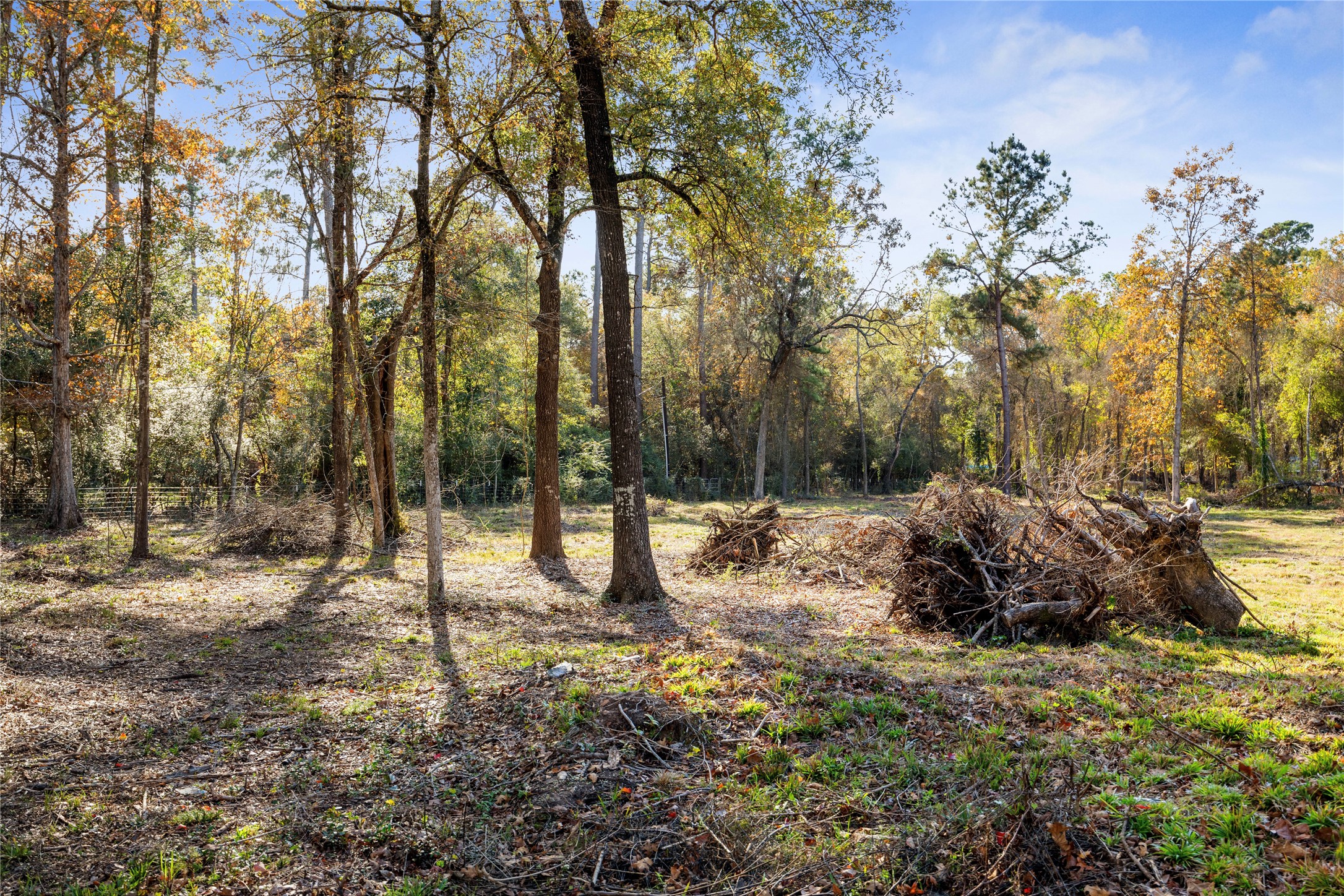 1697 O' Daniel Conroe, TX 77301 - Photo 4 of 8 a backyard of a house with lots of green space