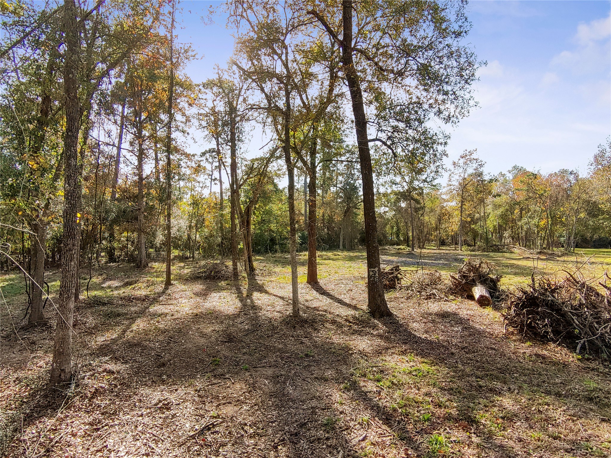 1697 O' Daniel Conroe, TX 77301 - Photo 6 of 8 a view of a forest with trees