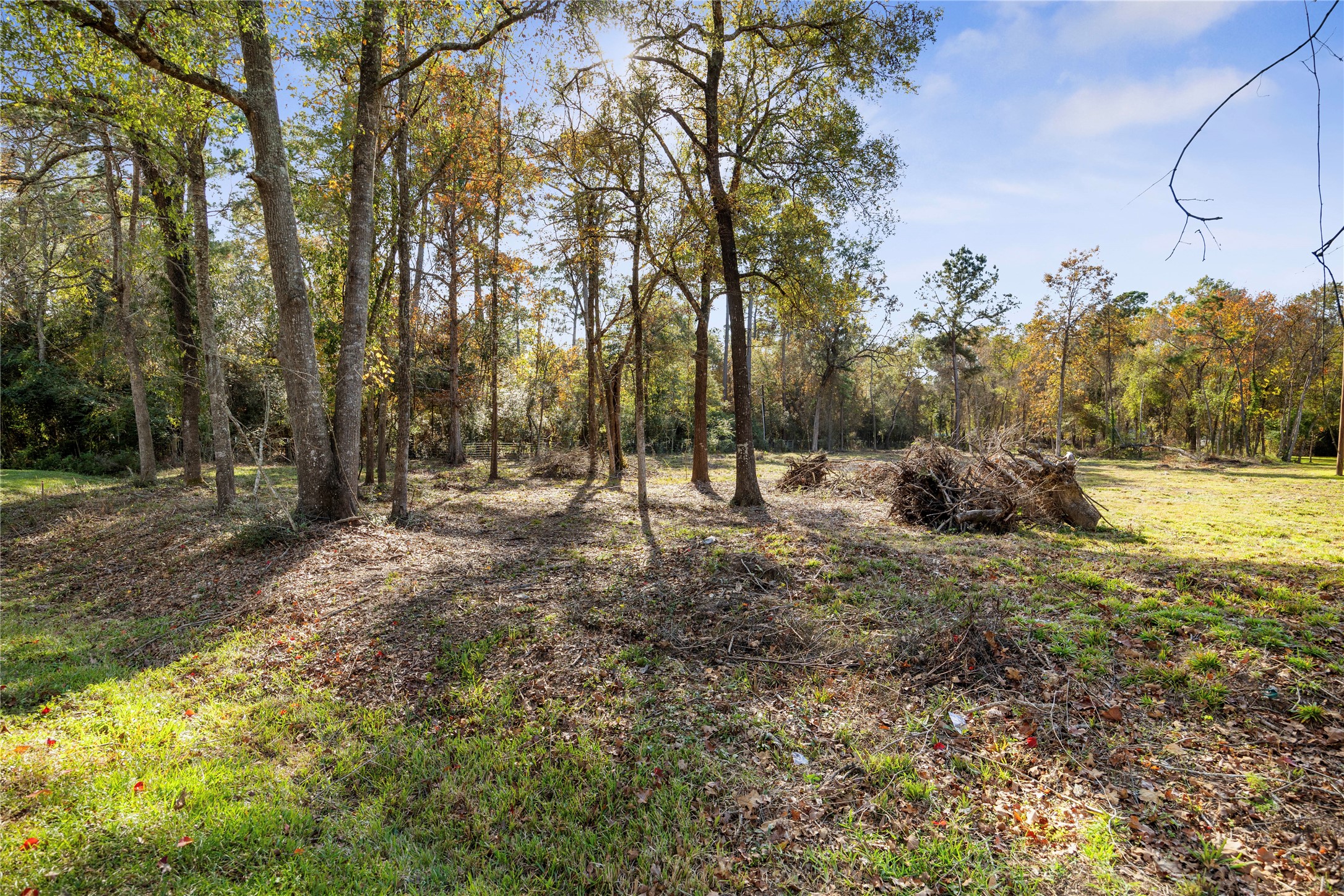 1697 O' Daniel Conroe, TX 77301 - Photo 8 of 8 a view of outdoor space with trees