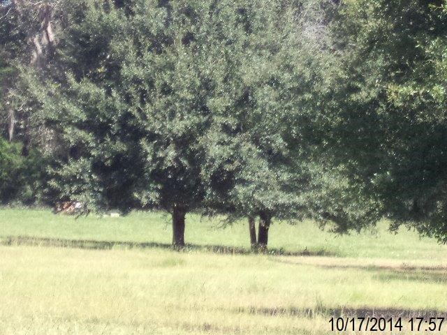 160 Hall Road Lamont, FL 32336 - Photo 3 of 4 Gallery Image 3