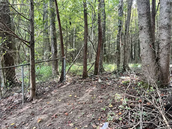 a view of a yard with plants and trees