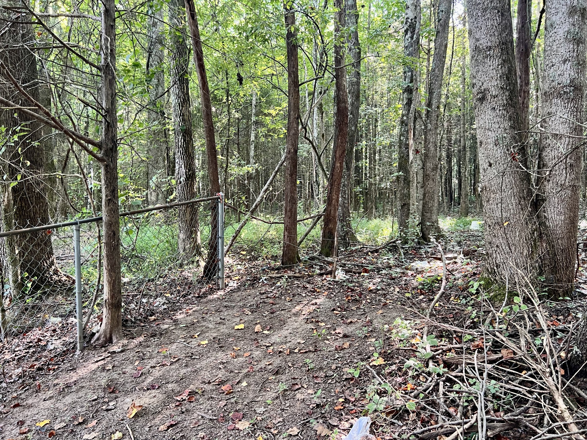 1020 Fall River Road Goodspring, TN 38460 - Photo 13 of 37 a view of a yard with plants and trees