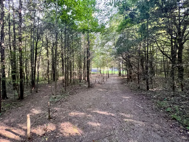 a view of a forest with trees in the background