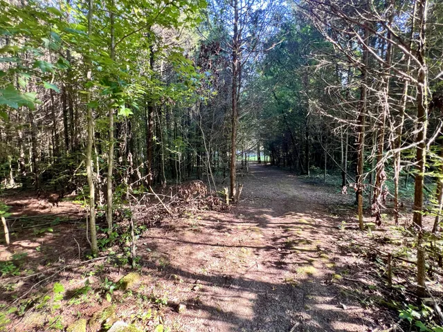 a view of a tree in the forest