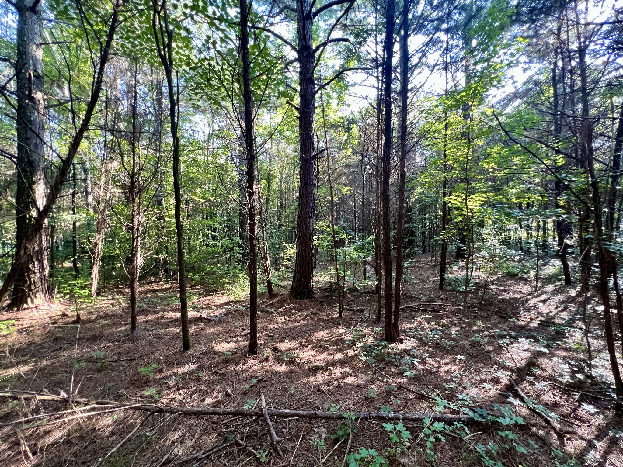 1020 Fall River Road Goodspring, TN 38460 - Photo 18 of 37 a view of outdoor space with trees