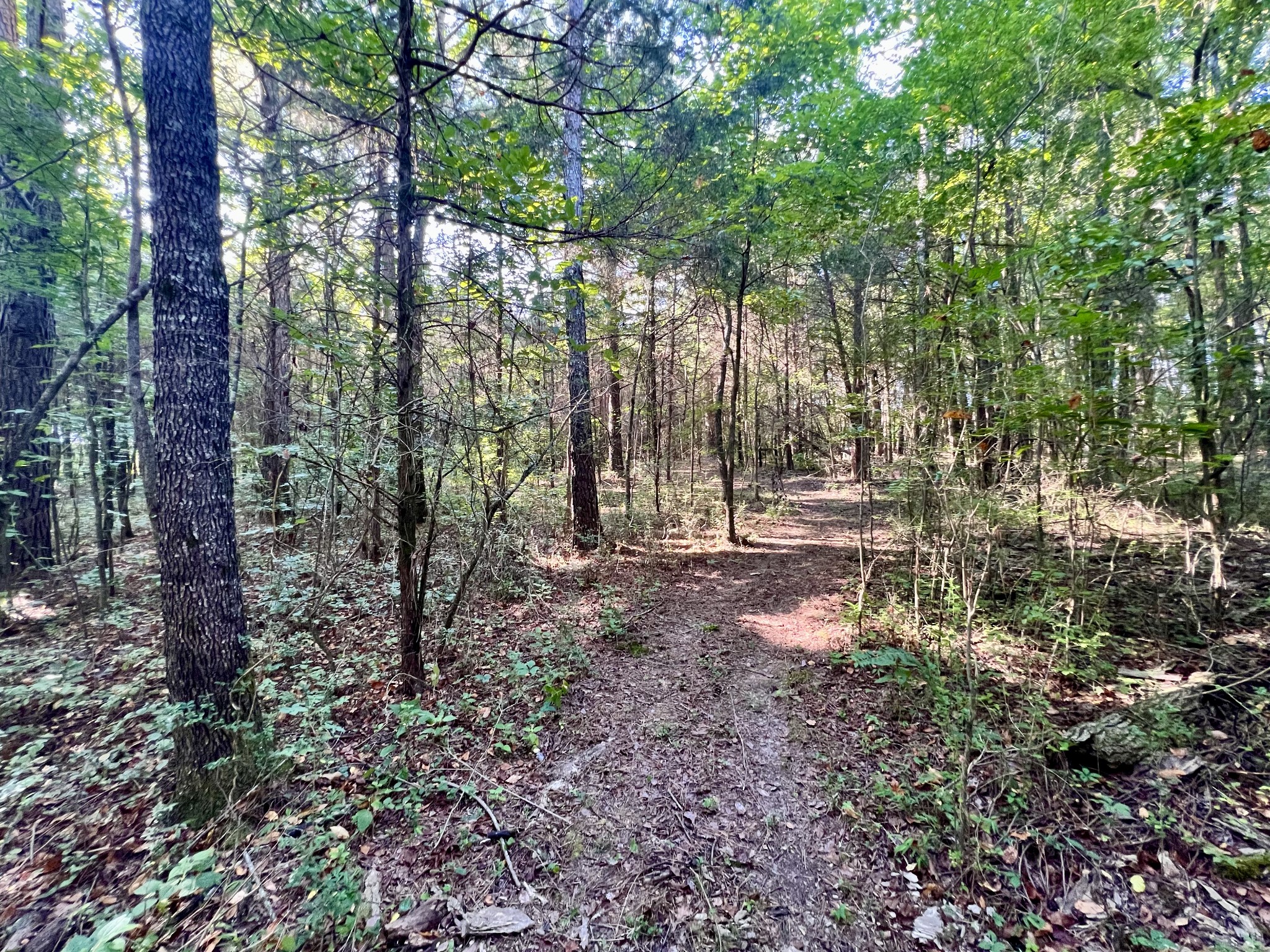 1020 Fall River Road Goodspring, TN 38460 - Photo 19 of 37 a view of outdoor space with lots of trees