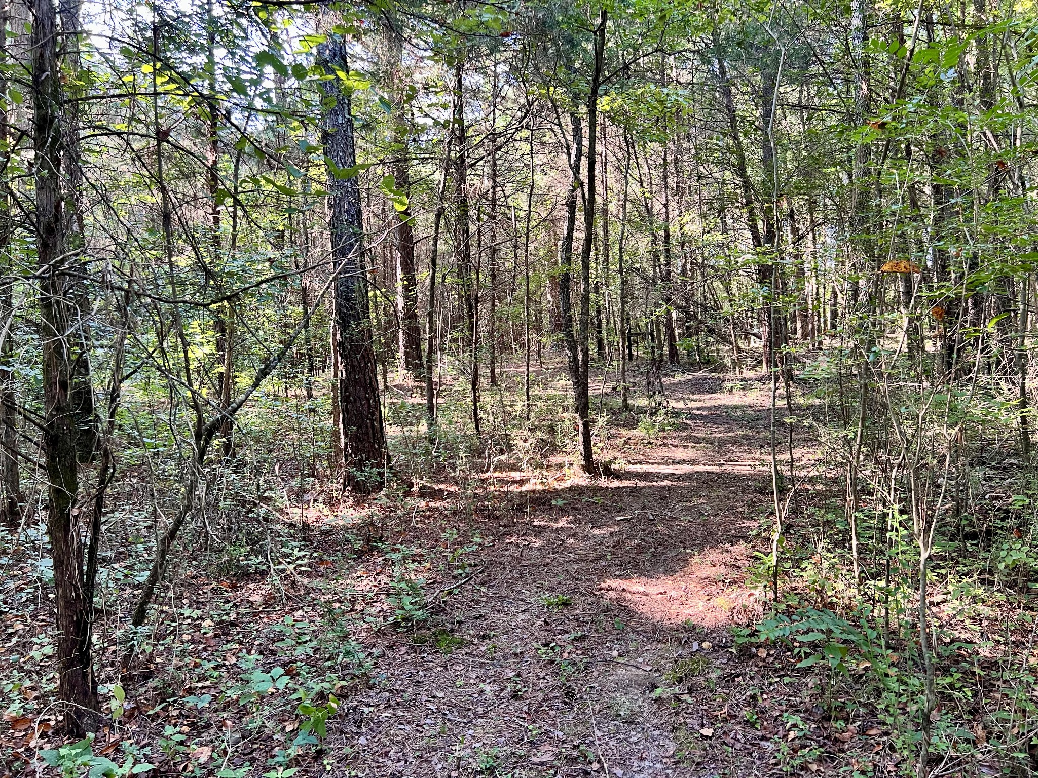1020 Fall River Road Goodspring, TN 38460 - Photo 20 of 37 a backyard of a house with lots of green space