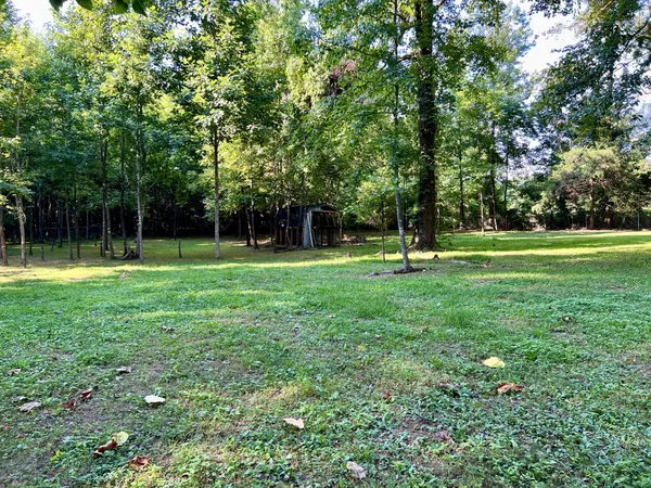 a view of a park with large trees