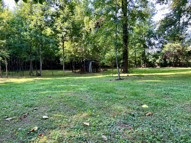 a view of a park with large trees