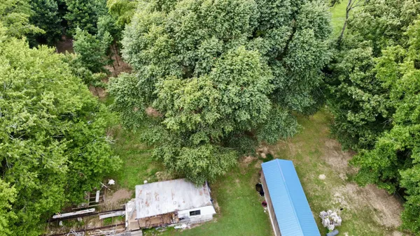 a view of a yard in a forest