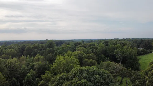 a view of a forest with a street