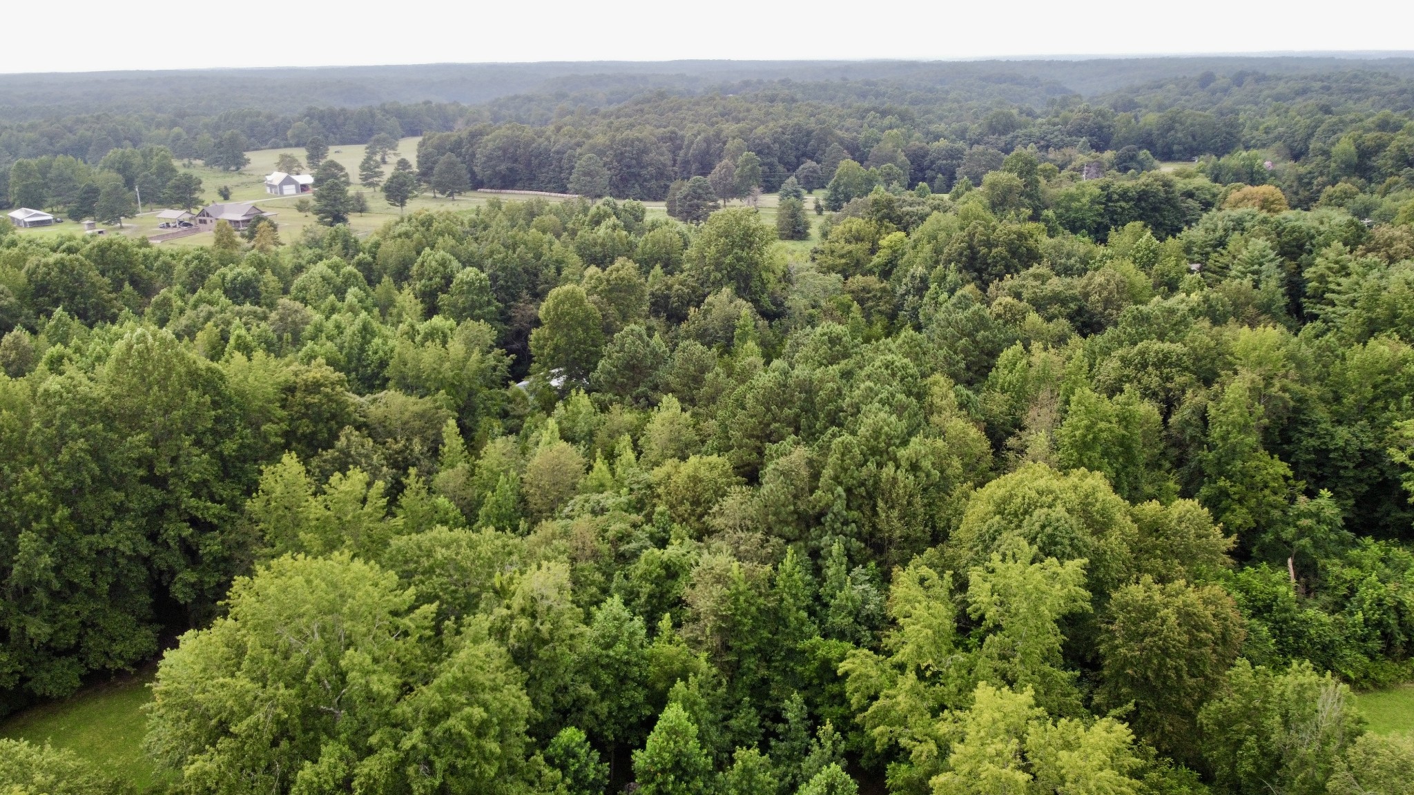 1020 Fall River Road Goodspring, TN 38460 - Photo 35 of 37 a view of a forest with a street