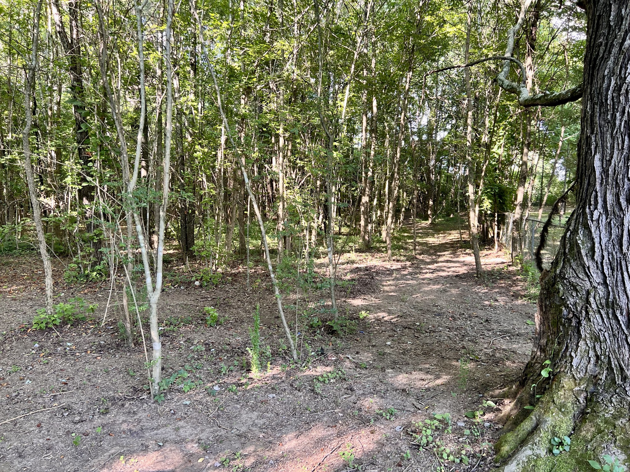 1020 Fall River Road Goodspring, TN 38460 - Photo 10 of 37 a view of outdoor space with trees