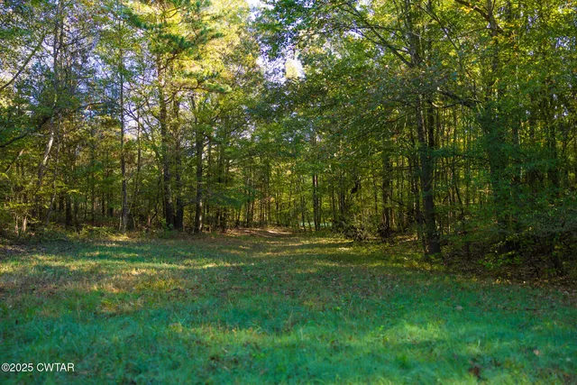 a view of yard with green space