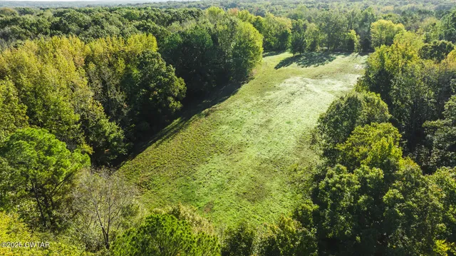 a view of a garden with plants