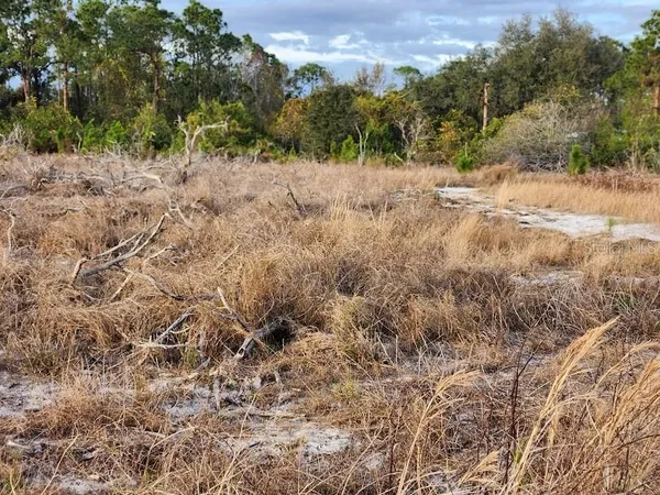 a view of a dry yard with lots of trees