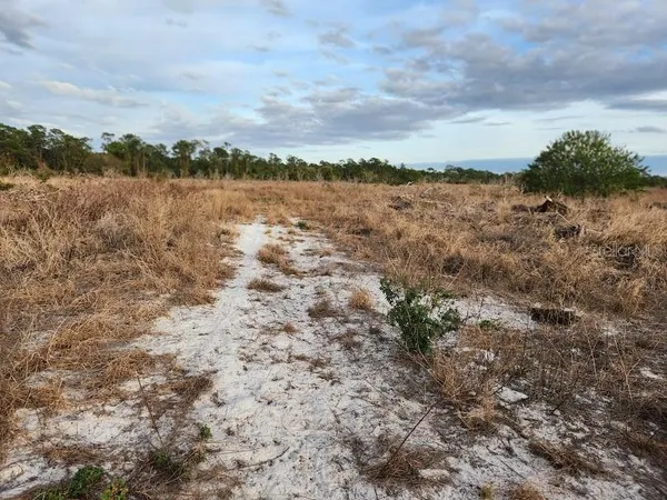 a view of a bunch of trees in a field