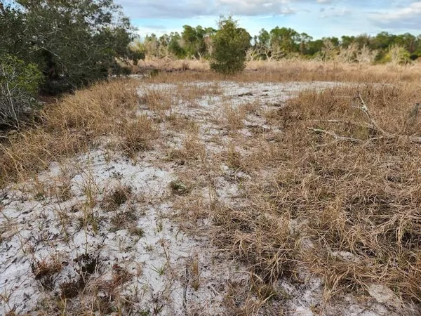 a view of a dry yard with trees