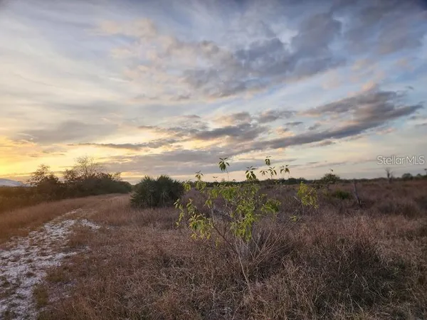 a view of a bunch of trees in a field