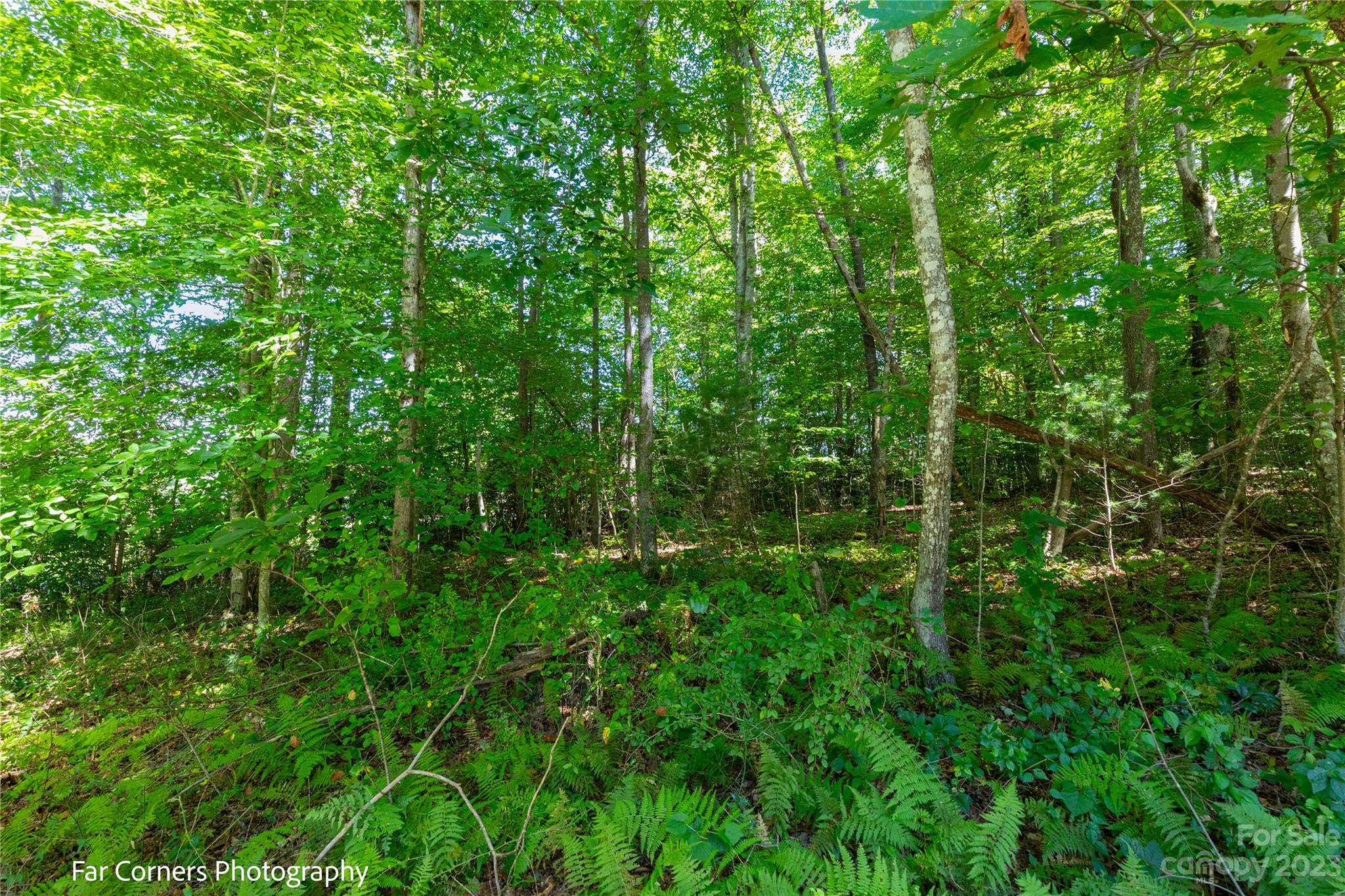 Tbd Island Ford Road Brevard, NC 28712 - Photo 4 of 14 Gallery Image 4