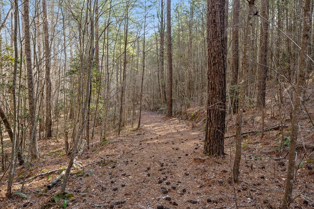 3 Carver Mill Road Jasper, GA 30143 - Photo 15 of 46 a view of a yard with trees