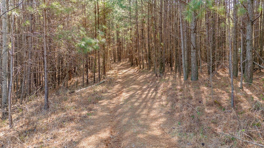 3 Carver Mill Road Jasper, GA 30143 - Photo 16 of 46 a view of small yard