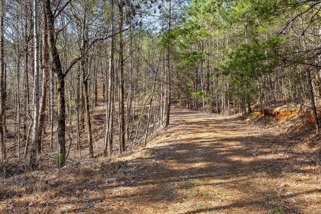 3 Carver Mill Road Jasper, GA 30143 - Photo 19 of 46 a view of outdoor space with trees