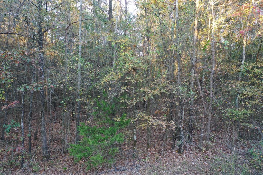 0 Co Road Douglassville, TX 75560 - Photo 17 of 35 a view of a forest with lots of trees