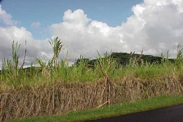 7 Volcano Road Mountain View, HI 96760 - Photo 7 of 17 Gallery Image 7