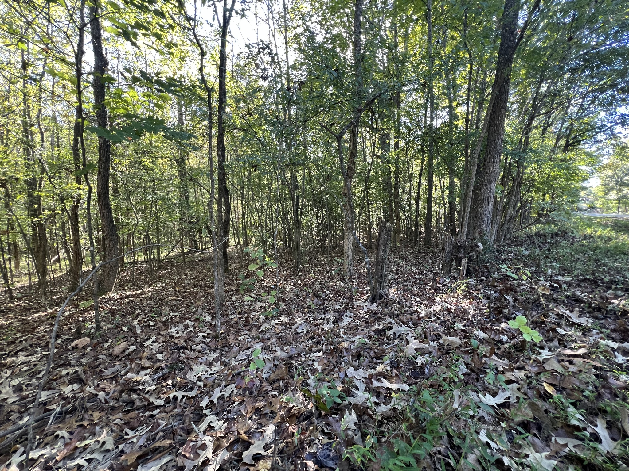 0 Tobaccoport Road Bumpus Mills, TN 37028 - Photo 12 of 16 a view of a forest with trees in the background