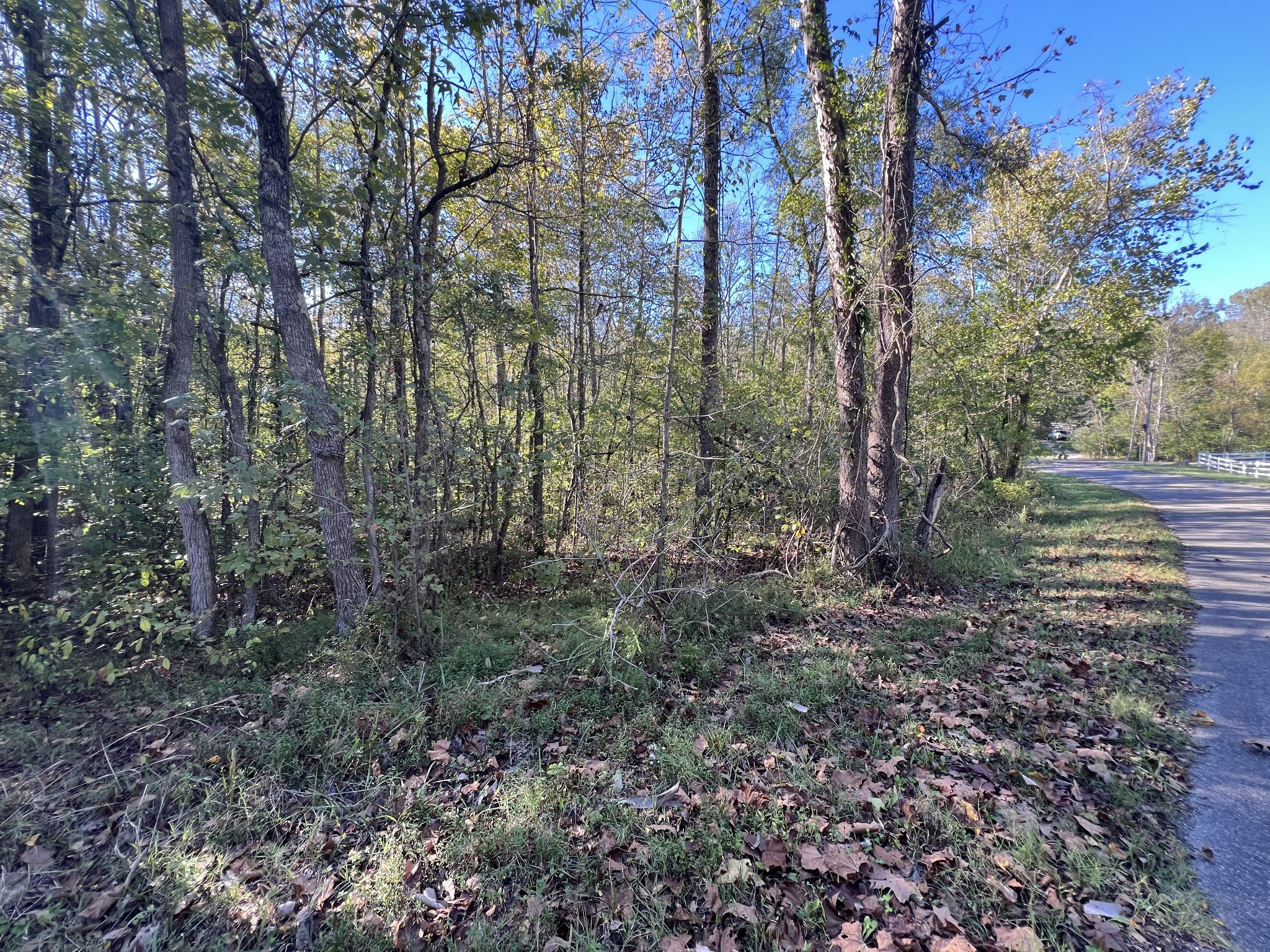 0 Tobaccoport Road Bumpus Mills, TN 37028 - Photo 13 of 16 a view of a forest filled with trees