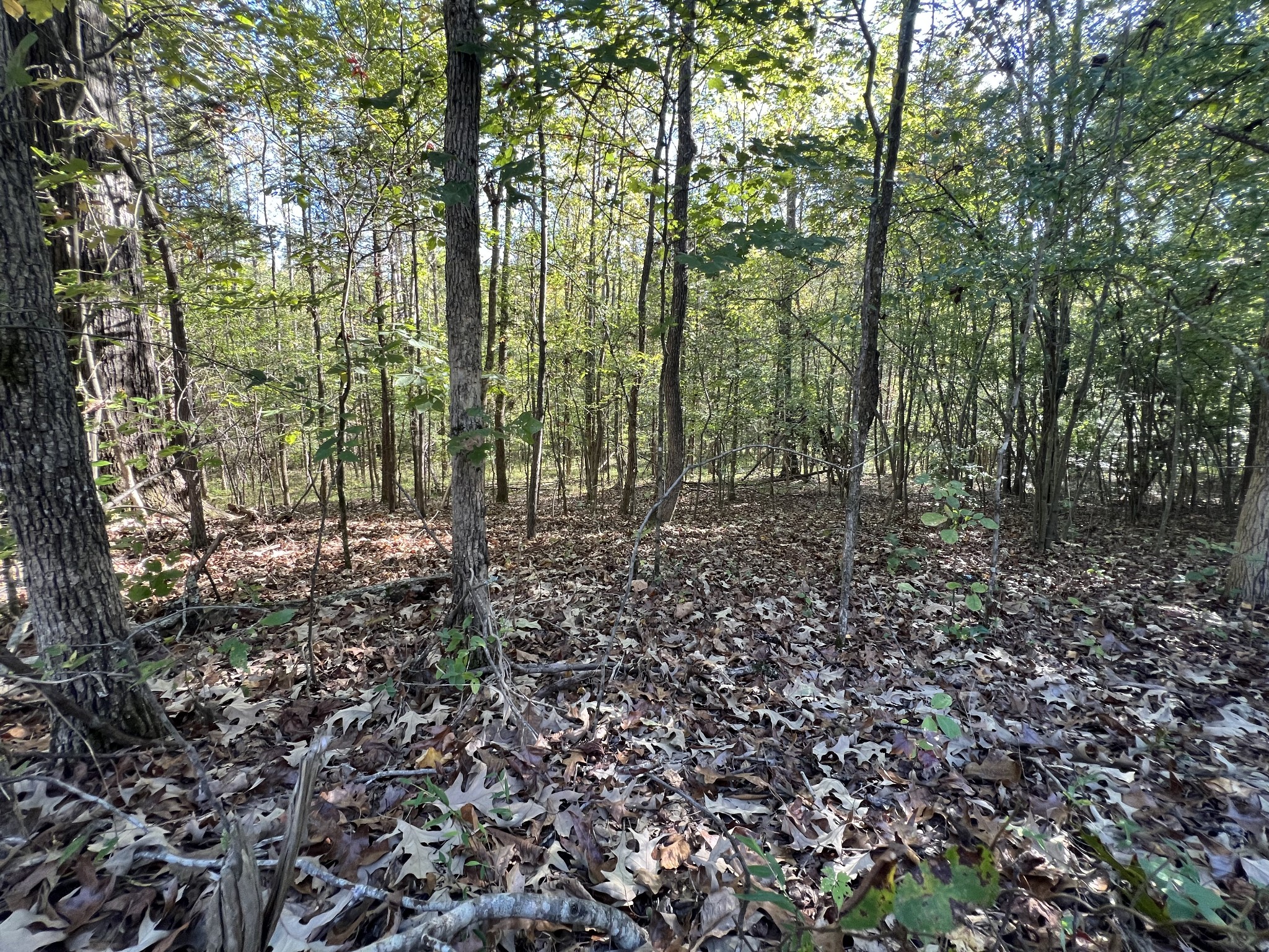 0 Tobaccoport Road Bumpus Mills, TN 37028 - Photo 2 of 16 a view of outdoor space and yard