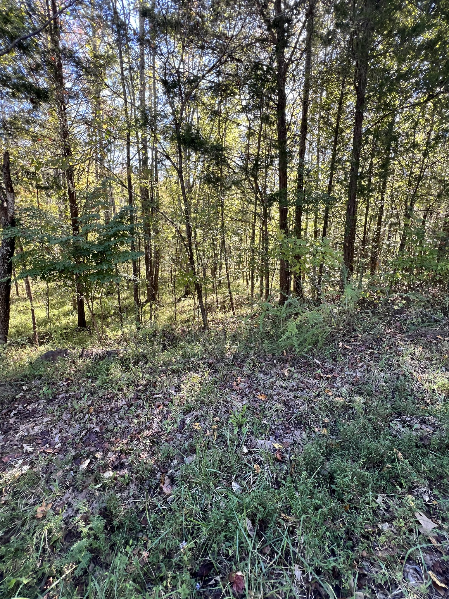 0 Tobaccoport Road Bumpus Mills, TN 37028 - Photo 4 of 16 a view of outdoor space with lots of green space