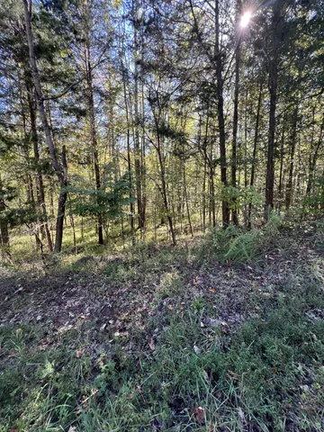 a view of a yard with large trees