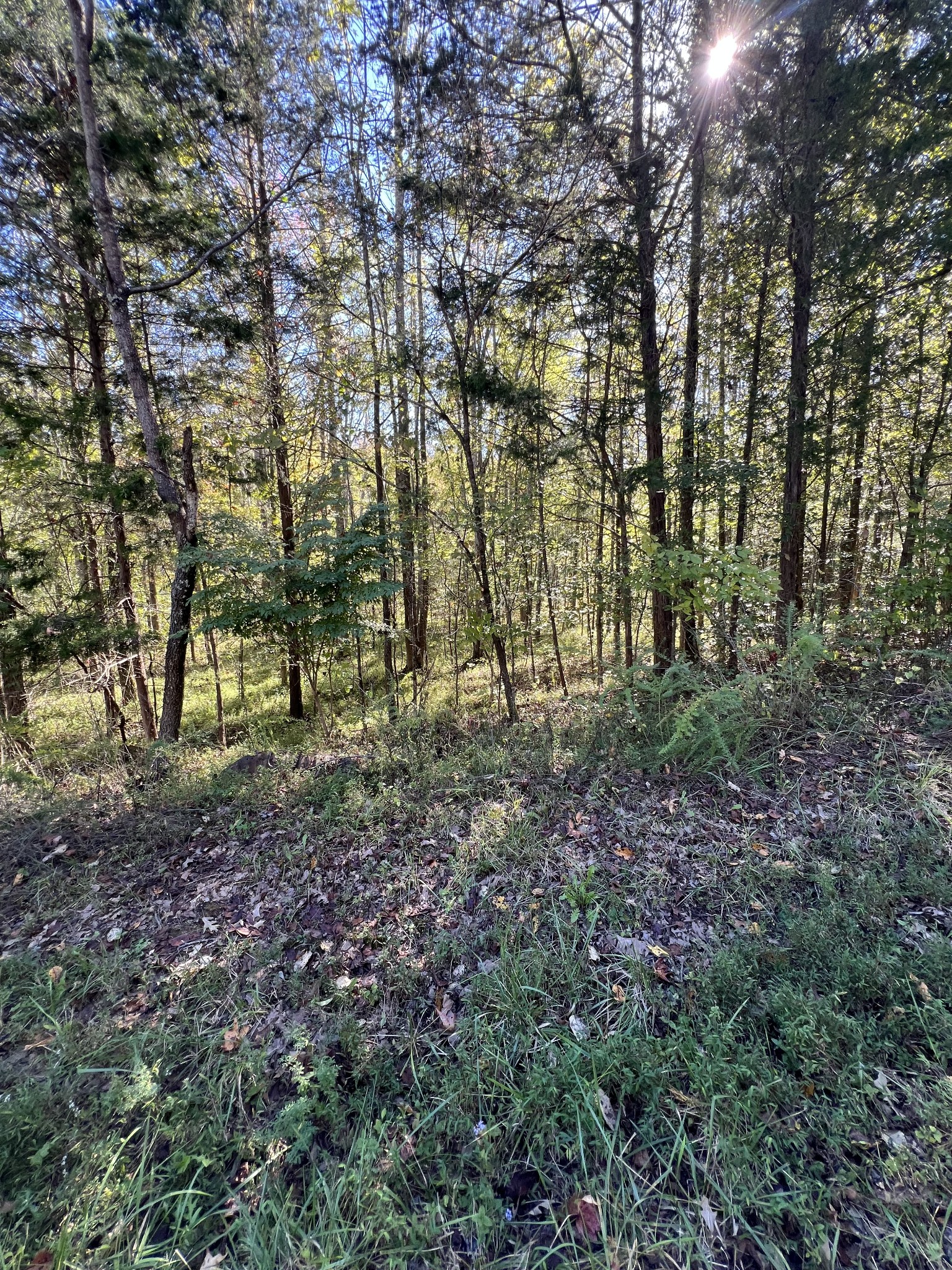 0 Tobaccoport Road Bumpus Mills, TN 37028 - Photo 5 of 16 a view of a yard with large trees