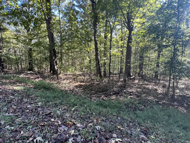 a view of a forest with lots of trees