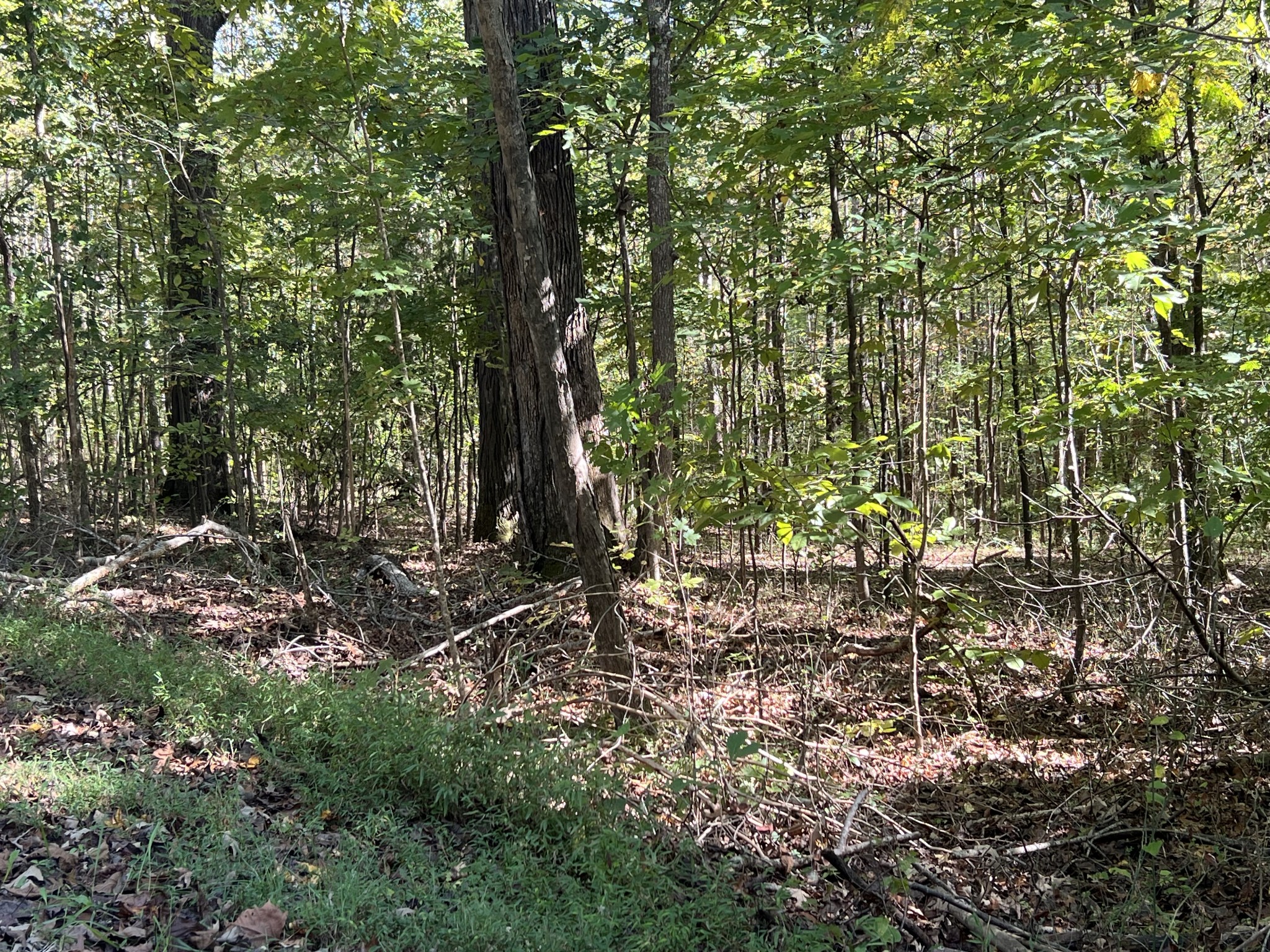 0 Tobaccoport Road Bumpus Mills, TN 37028 - Photo 8 of 16 a view of a forest with a tree