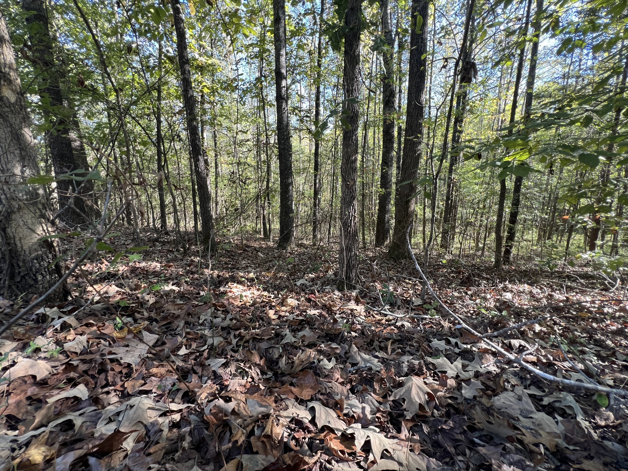 0 Tobaccoport Road Bumpus Mills, TN 37028 - Photo 9 of 16 a view of a forest