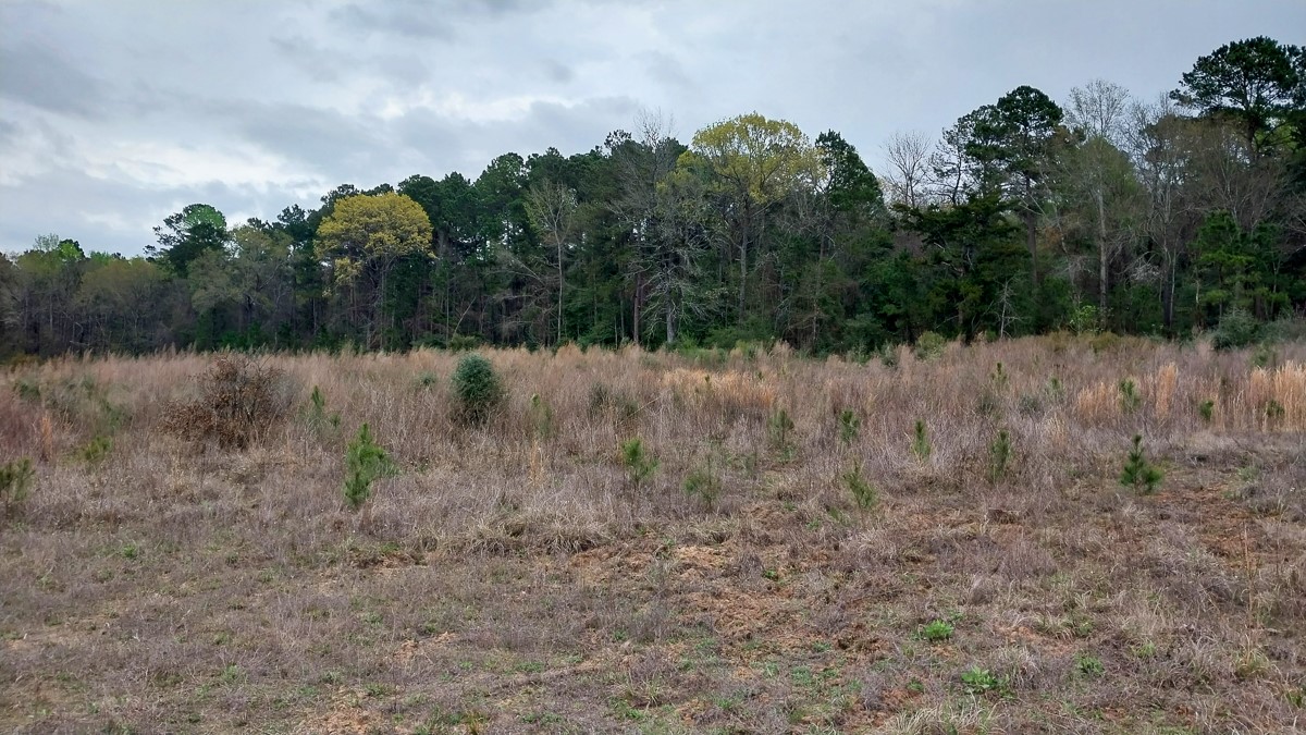 0 Fm 1857 Rusk, TX 75785 - Photo 19 of 24