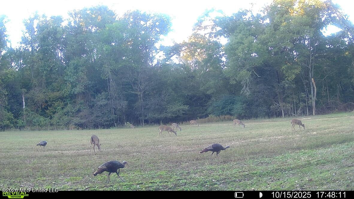 425 Rose Hill Road Bentonia, MS 39040 - Photo 118 of 150 49D023DC-9B66-4BFC-9860-443A26F03805_1_1