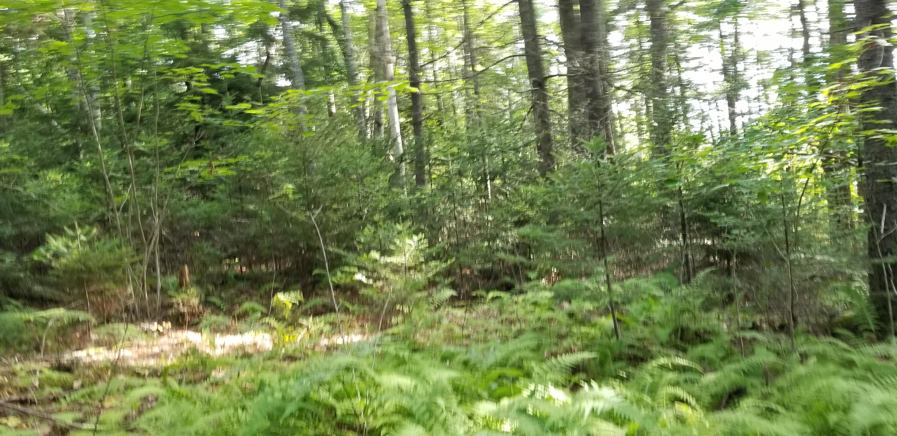 Lot D Youngs Point Road South Wiscasset, ME 04578 - Photo 7 of 12 20210729_084812