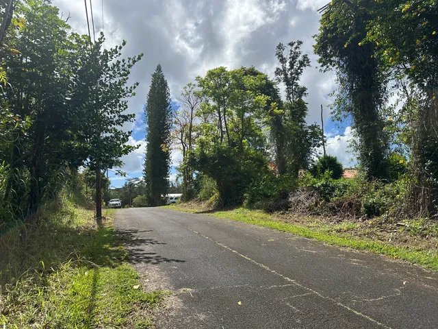 a view of road and trees