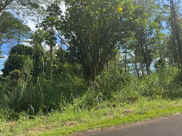 a view of a lush green forest