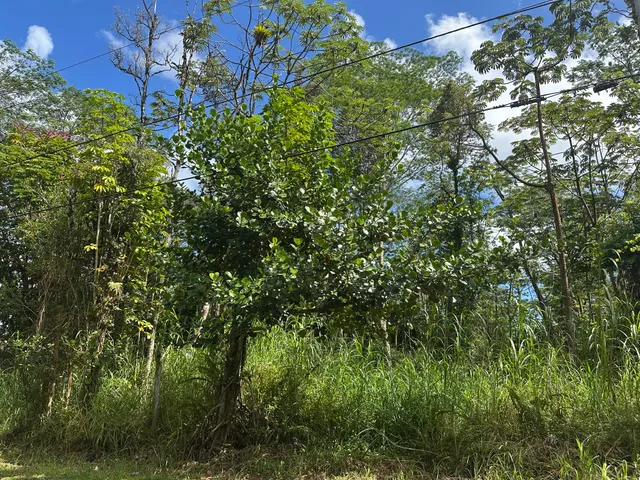 a view of a lush green forest