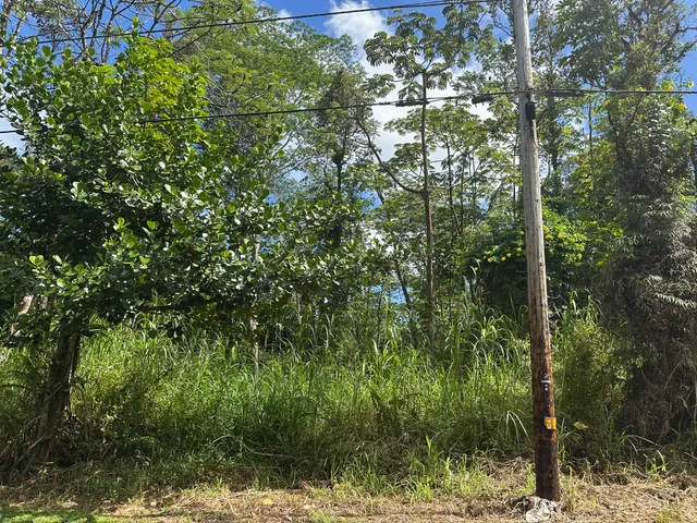 a view of a forest with a tree