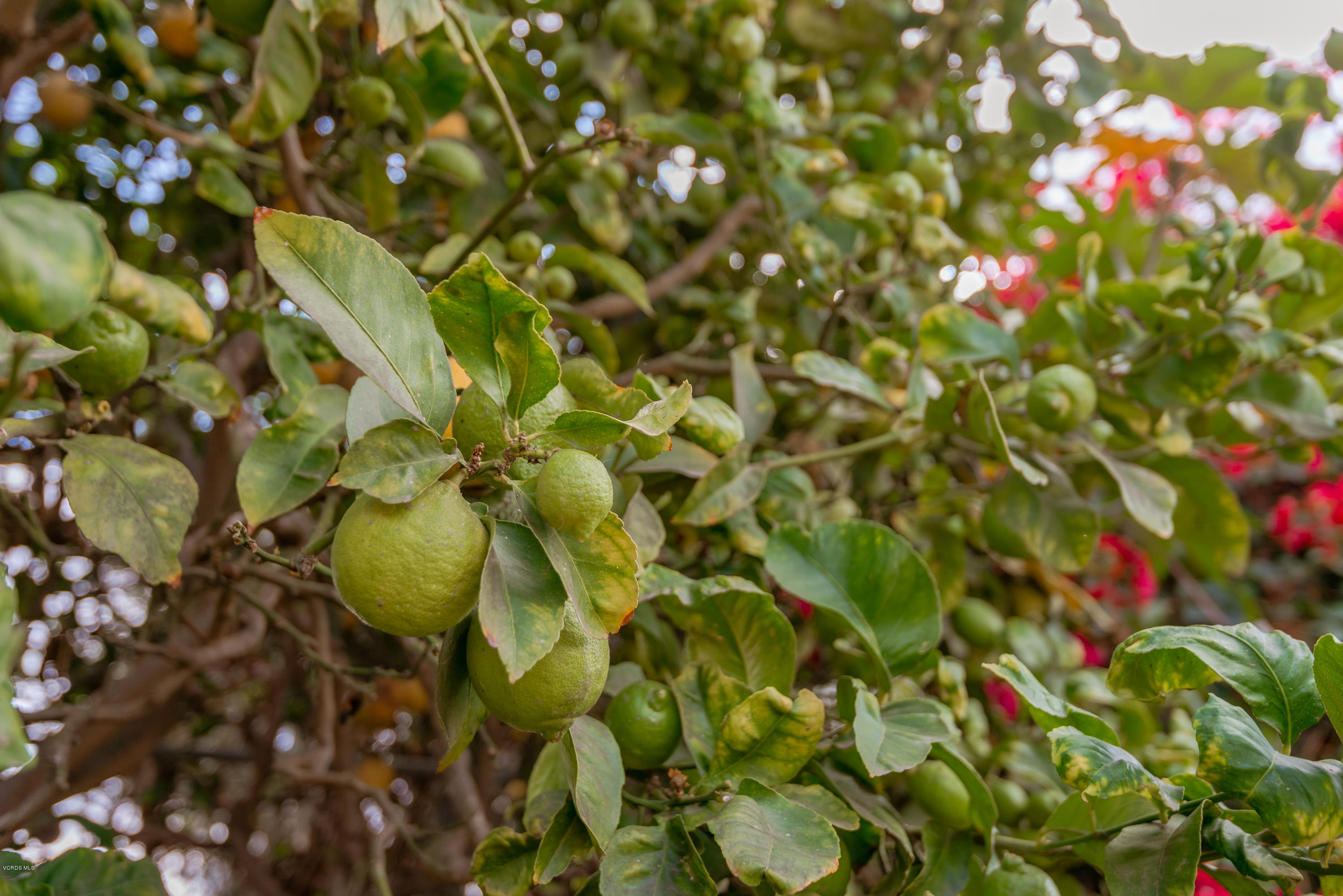 3000 Madera Place Oxnard, CA 93033 - Photo 13 of 18 13-Fruit Trees