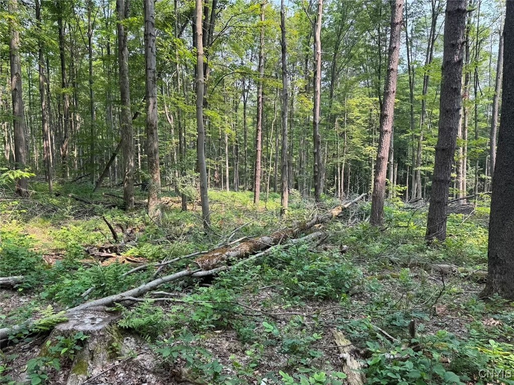 Allen Road East Concord, NY 14055 - Photo 24 of 34