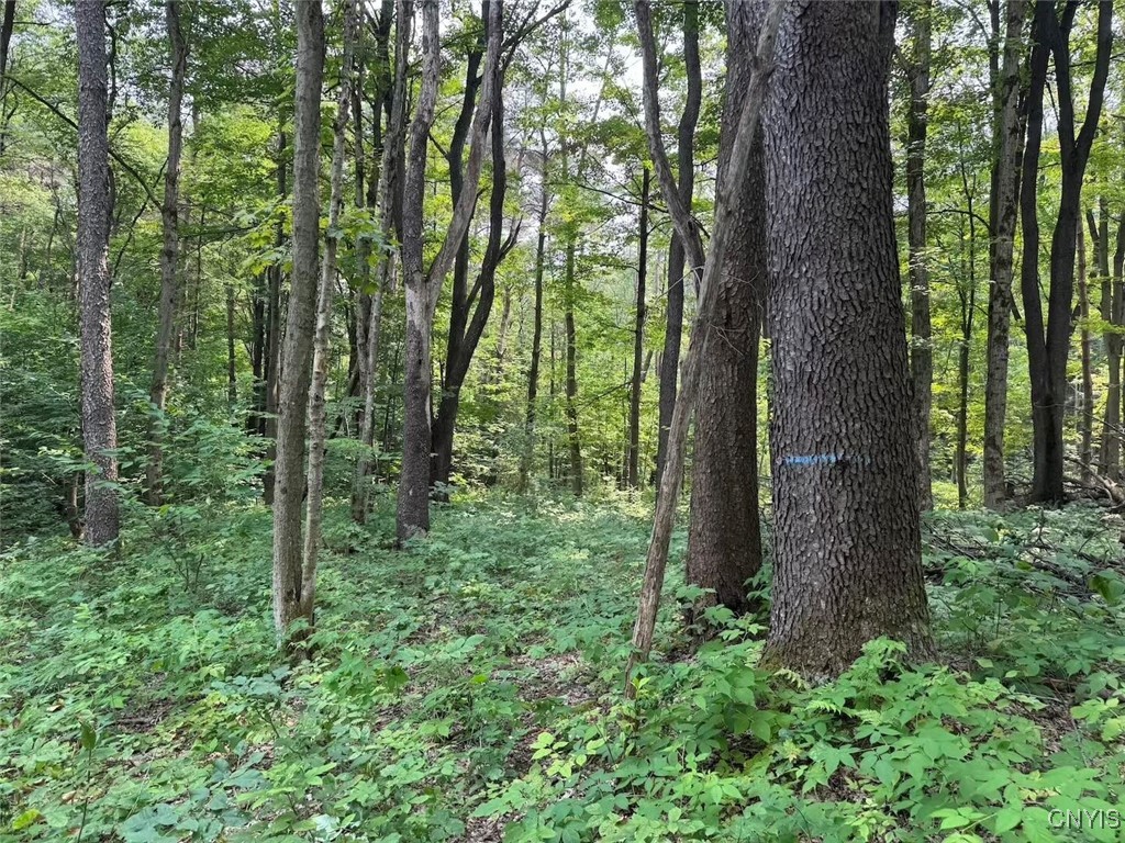 Allen Road East Concord, NY 14055 - Photo 26 of 34