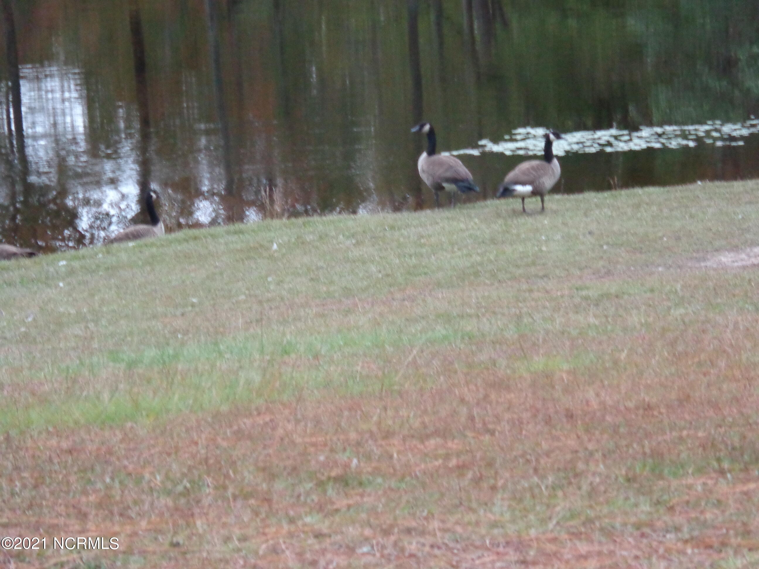 158 Murray Manor Lane Rockingham, NC 28379 - Photo 21 of 45 Wild geese like the lake