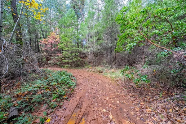 a view of plants and trees